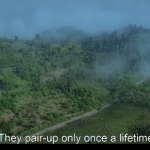 "GRAMEENPHONE NETWORK TVC "