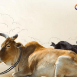 Daraz Introduces Online Qurbanir Haat