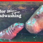 Lifebuoy And Moo Deng Transform 'H' Into A Global Symbol For Handwashing