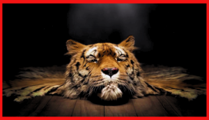 NFL Trade Deadline: The Marketing Playbook Behind Sports' Most Intense 24 Hours 57 Ray The Rug, Uniting The World To Protect Wild Tigers
