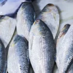 raw hilsa fish or ilish or kept in fish market for selling tenualosa ilisha is a fish of